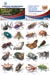 Decorative Stickers - Insects and Spiders, 5 pack